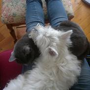 West highland white terrier Airas Gucci (Maddie)