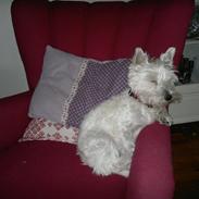 West highland white terrier Airas Gucci (Maddie)