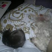 West highland white terrier Airas Gucci (Maddie)