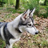 Siberian husky Isak