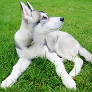 Siberian husky Isak