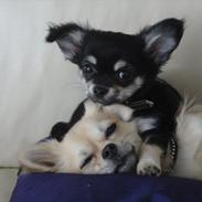 Chihuahua Dream´s Armani