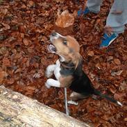 Beagle Valder