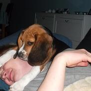 Beagle Valder