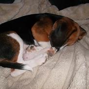 Beagle Valder