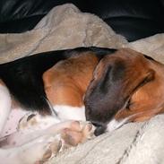 Beagle Valder