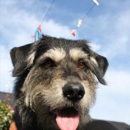 Blanding af racer Buller