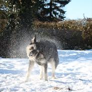 Blanding af racer Buller