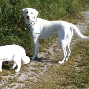 Labrador retriever Bella