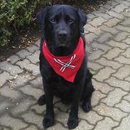 Labrador retriever Marlo