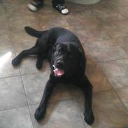 Labrador retriever Marlo