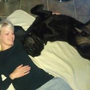 Labrador retriever Marlo