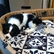 Cavalier king charles spaniel Bella ;*