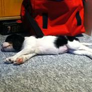 Cavalier king charles spaniel Bella ;*