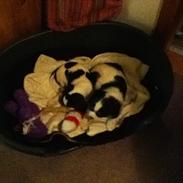 Cavalier king charles spaniel Bella ;*