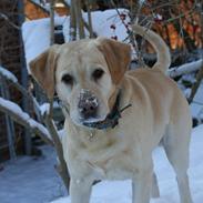 Labrador retriever Zazu