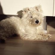 West highland white terrier Eddie
