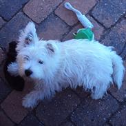 West highland white terrier Eddie