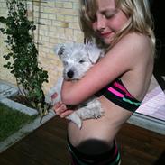 West highland white terrier Eddie