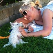West highland white terrier Eddie