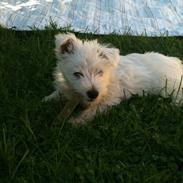 West highland white terrier Eddie