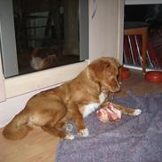 Nova scotia duck tolling retriever Malou