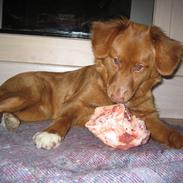 Nova scotia duck tolling retriever Malou