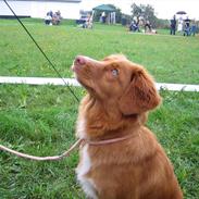 Nova scotia duck tolling retriever Malou