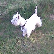 West highland white terrier Wagger (bor hos mor og far)