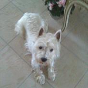 West highland white terrier Wagger (bor hos mor og far)