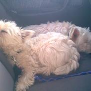 West highland white terrier Wagger (bor hos mor og far)