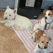 West highland white terrier Wagger (bor hos mor og far)