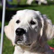 Golden retriever Brokær-Golden Midnightblue Tennesse (Meda)
