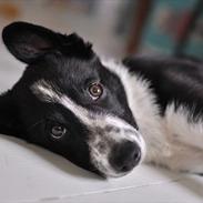 Border collie Penny