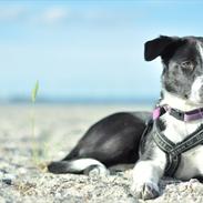 Border collie Penny