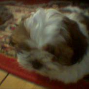 Shih tzu Ronja