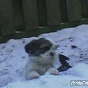 Shih tzu Ronja