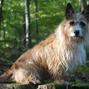 Australsk terrier Hjalte