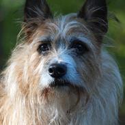 Australsk terrier Hjalte