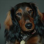 Blanding af racer Bølle