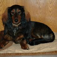 Blanding af racer Bølle