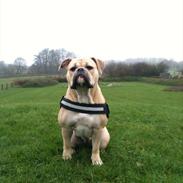 Olde english bulldogge Alba