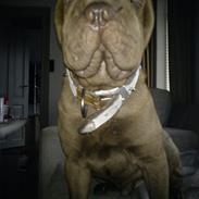 Shar pei Kenzo