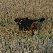 Blanding af racer Bølle