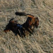 Blanding af racer Bølle