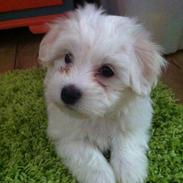 Coton de tulear Gilbert ~ (Here Comes Taco)