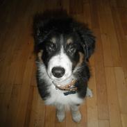 Blanding af racer Loke