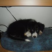 Blanding af racer Loke