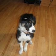 Blanding af racer Loke