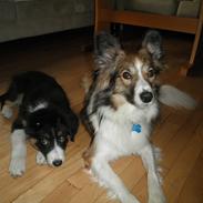 Blanding af racer Loke